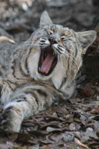 Bobcat screams