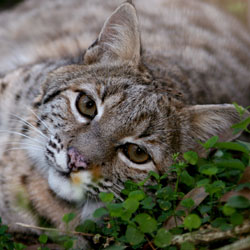 Bobcat Catera