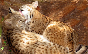 Bobcats Kissing