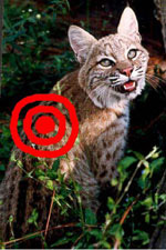 bobcats killed in fox penning  2010 Big Cat Wins in Florida Bullseye