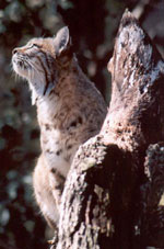 Nakita the Bobcat