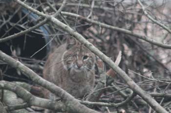 Chance the baby bobcat