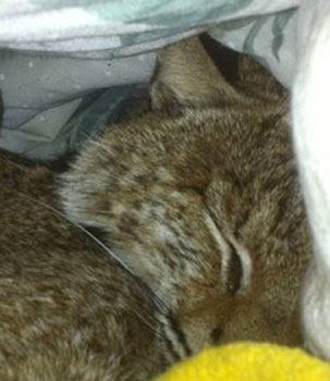 bobcats are sweet...when they are asleep  Skip the Bobcat is an Internet Sensation SkipBobcatAnesthesia