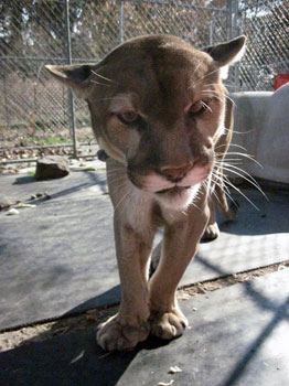 Sassyfrass the cougar  Big Cat Rescue in Boston Globe CougarFreddy