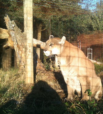 Sassy the cougar now at Big Cat Rescue