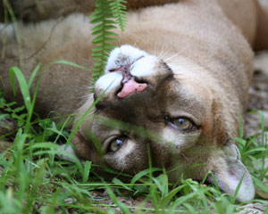 Cougar clowning around at Big Cat Rescue