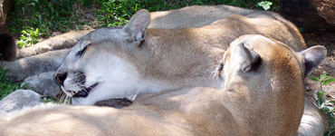 Cougars Bathing Each Other