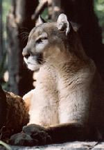 cougar kitten   Cougar Facts cougar