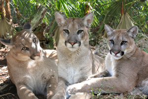 Cougar Cubs Who Had Been Orphaned by Hunter  2007 Annual Report cougarcubcombo