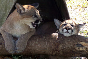 Cougar Cubs Orphaned By Hunter  Our Evolution CougarsAresArtemis1189