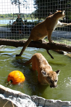 Cougar Cubs in Pool
