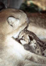 Cougar Mom with kitten  AdvoCat 2006 05 FloridaPanther7andCUB