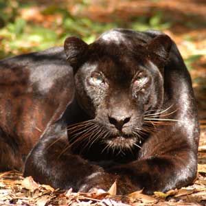 black leopards on the loose