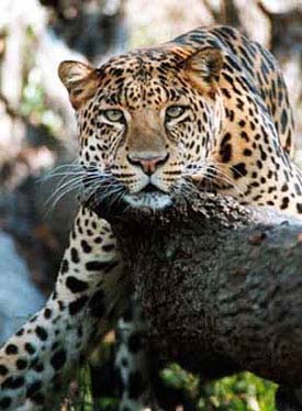 Simba the Leopard
