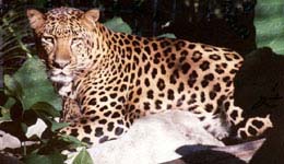 lion vs tiger ligers  Cat Tales 2004 March leopardsimbaonlog