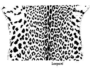 Leopard coat pattern