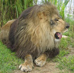lion vs tiger  White Tiger and Lion LionCameronsDay1