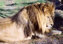 Lion Facts LionGentle