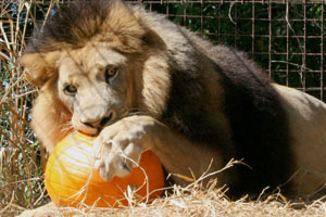 Lion Joseph with pumpkin