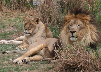 Lions at Big Cat Rescue