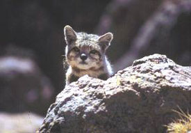andeanmtncat.jpg (10945 bytes)  Andean Mountain Cat Facts andeanmountaincat