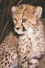 CheetahCub.jpg (128300 bytes)  Cheetah Facts CheetahCub