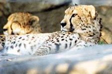 Cheetah Facts cheetah1