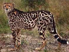 Cheetah Facts cheetahking