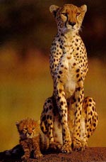 Cheetah Facts cheetahwithcub