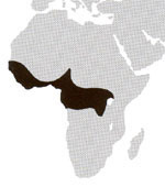 Golden Cat Facts africangoldencatm
