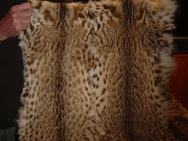 Save Leopard Cats 2002 amurcatskin