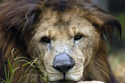 mange on lion nose