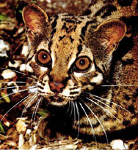 Marbled Cat Facts marbledcat1