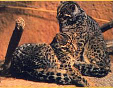 Marbled Cat Facts marbledcat3