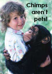 Chimp hugging baby