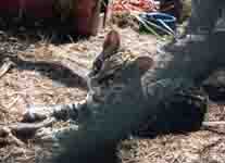 Big Cat Rescue goes to Brazil ocelothappyraquel