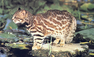 Pampas Cat Facts pampascat1
