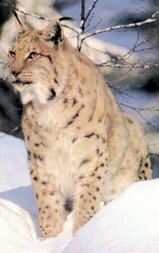 Save Iberian Lynx 2006 LynxSittingSnow