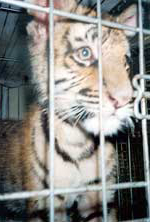 Skinny Tiger Cub in FL  AdvoCat 2009 06 09TigerSkinnyCubJail