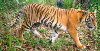 tiger camera trap  AdvoCat 2006 04 NiniWayKambasSm