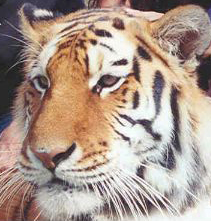 Ekaterina the tigress lives with Sierra the white tiger and still needs a home too!  Simba SiberianTigerEkaterina2004