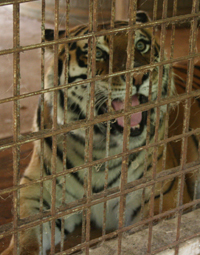 Nikita the tiger in OH  AdvoCat 2007 10 SiberianTigerFdnNikitaBars