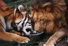 Joseph the lion shares his dinner with Nikita the male tiger