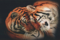 Nikita and Simba the tigers who make up Joseph's pride