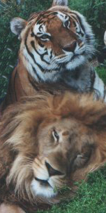 Joseph the lion and Nikita the tiger, his best friend