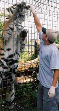 lion vs tiger ligers  2004 Annual Report OperanttigerBuffyUp
