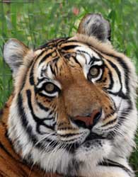 Tigers need your voice  International Tiger Coalition PrincessTiger