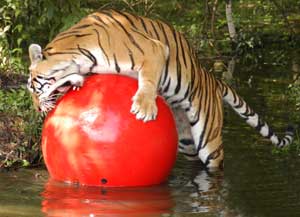 Tiger Bites Ball