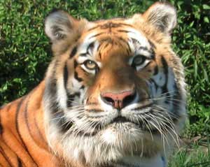 circus tigers  A Big Cat Volunteer&#8217;s Story TigerFieldPics022