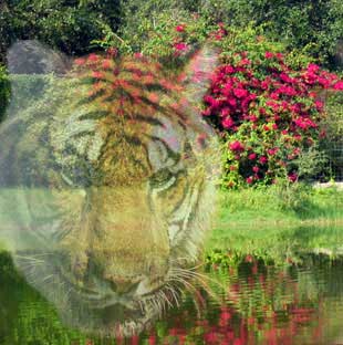 circus tigers  A Big Cat Volunteer&#8217;s Story TigerGhost